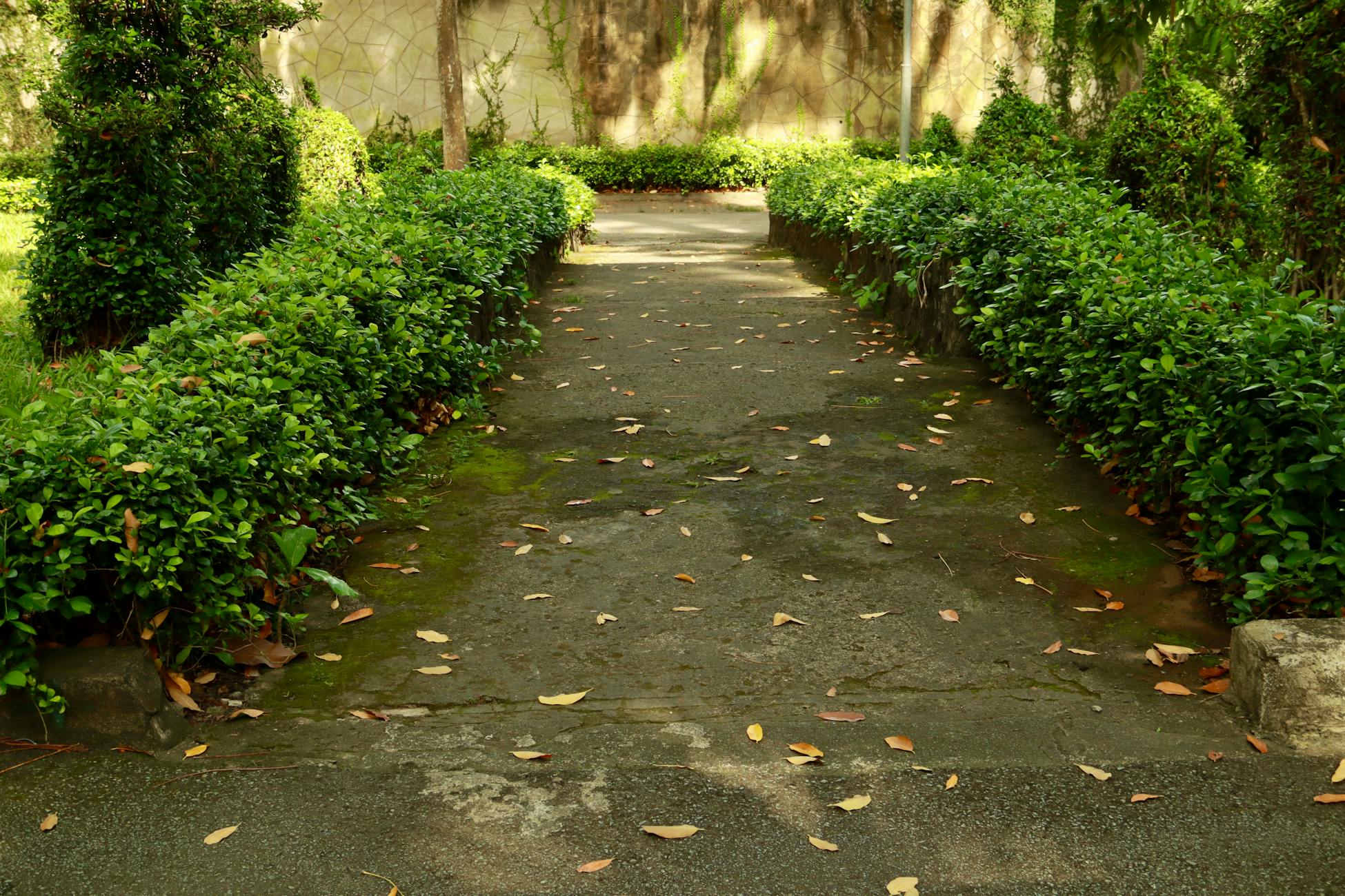A tranquil garden path lined with green hedges and scattered leaves.