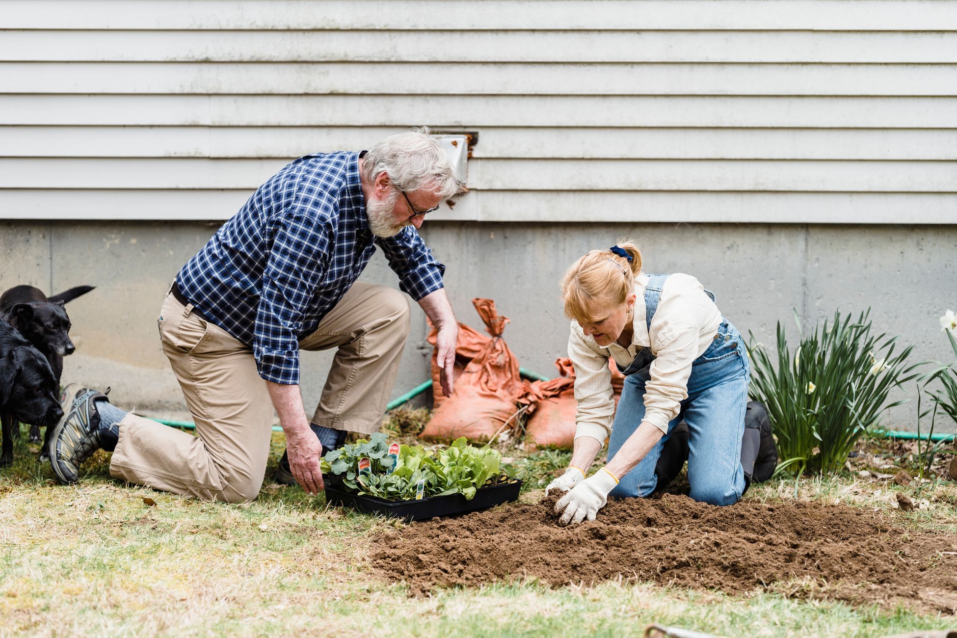 Elderly couple enjoying gardening, planting seedlings in their backyard on a sunny day.